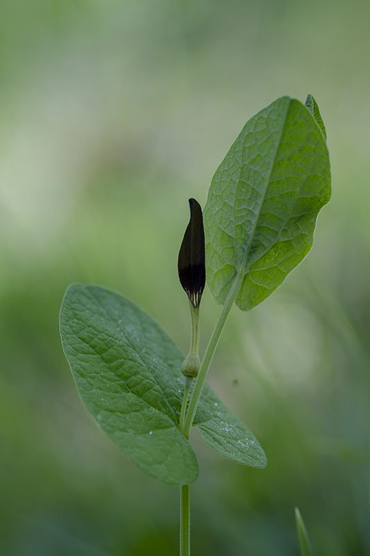 Aristoloche 2026 internet 1.jpg