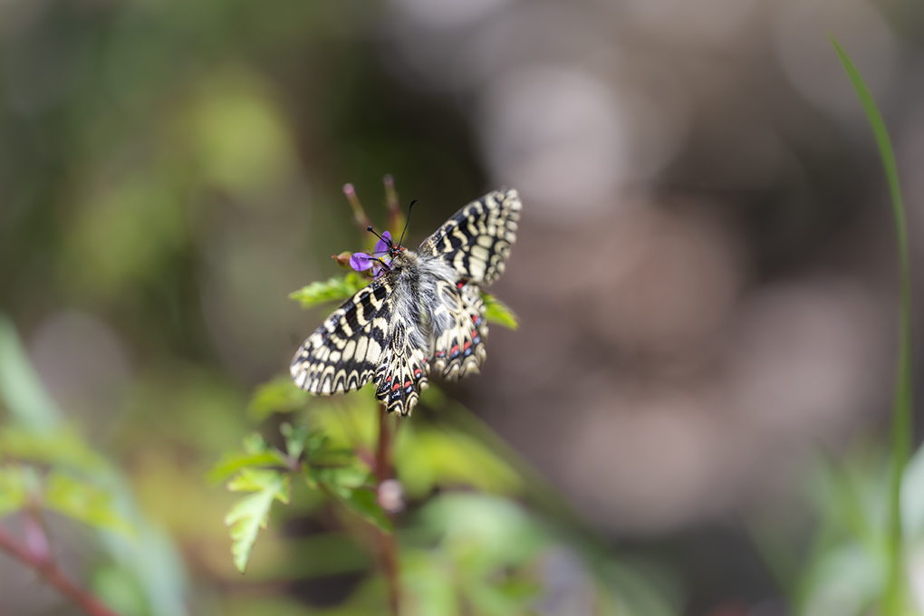 Diane avril 2026 internet 5.jpg