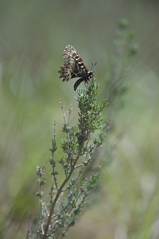 Diane avril 2026 internet 1.jpg