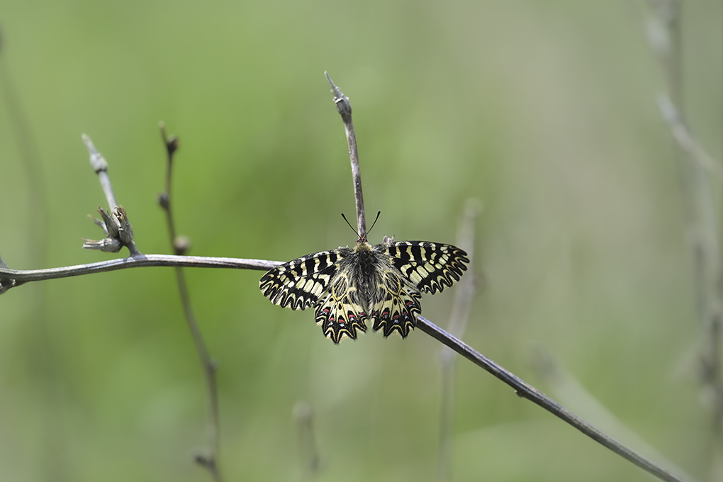 Diane avril 2026 internet 11.jpg