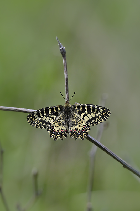 Diane avril 2026 internet 13.jpg