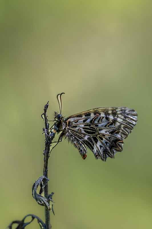 Diane avril 2026 internet 14.jpg