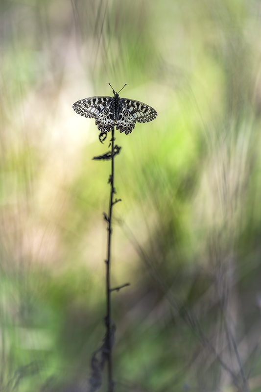 Diane avril 2026 internet 18.jpg