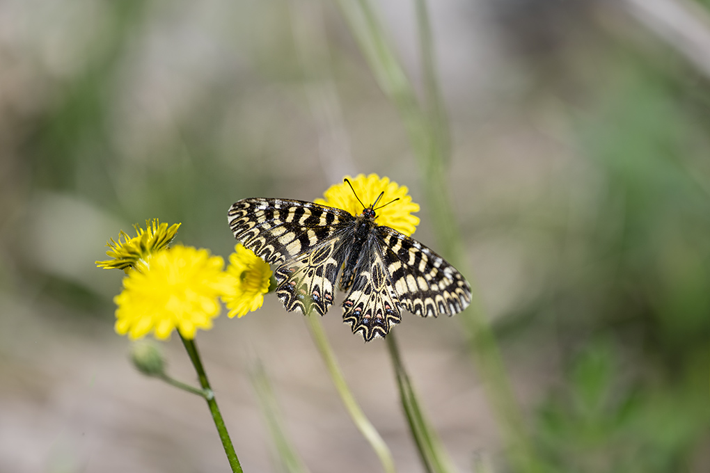 Diane avril 2026 internet 20.jpg