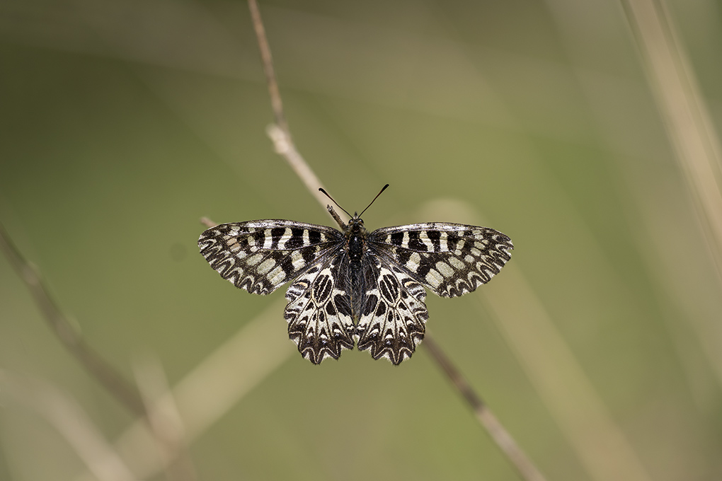 Diane avril 2026 internet 21.jpg