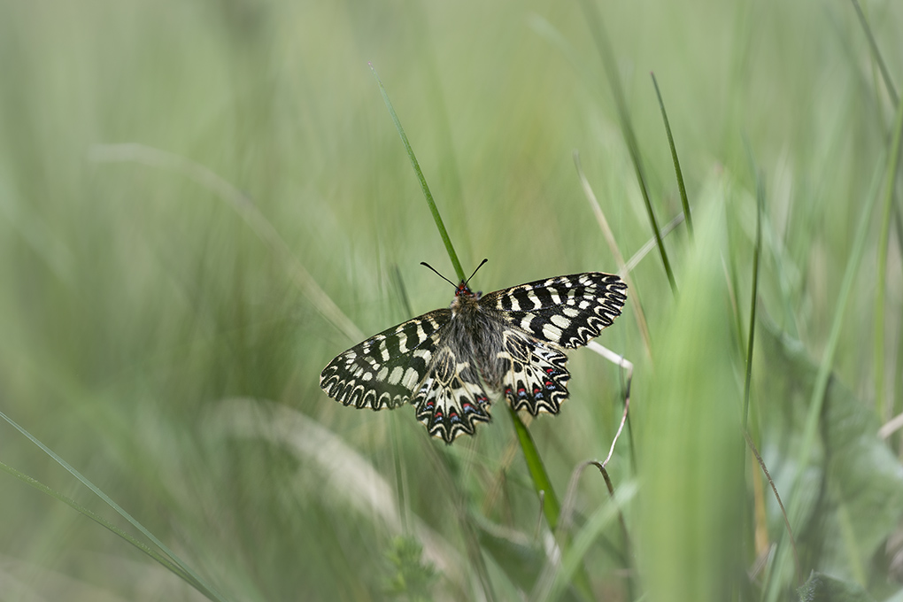 Diane avril 2026 internet 22.jpg