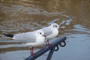 Avatar de l’utilisateur