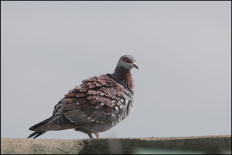 122-Pigeon roussard.jpg