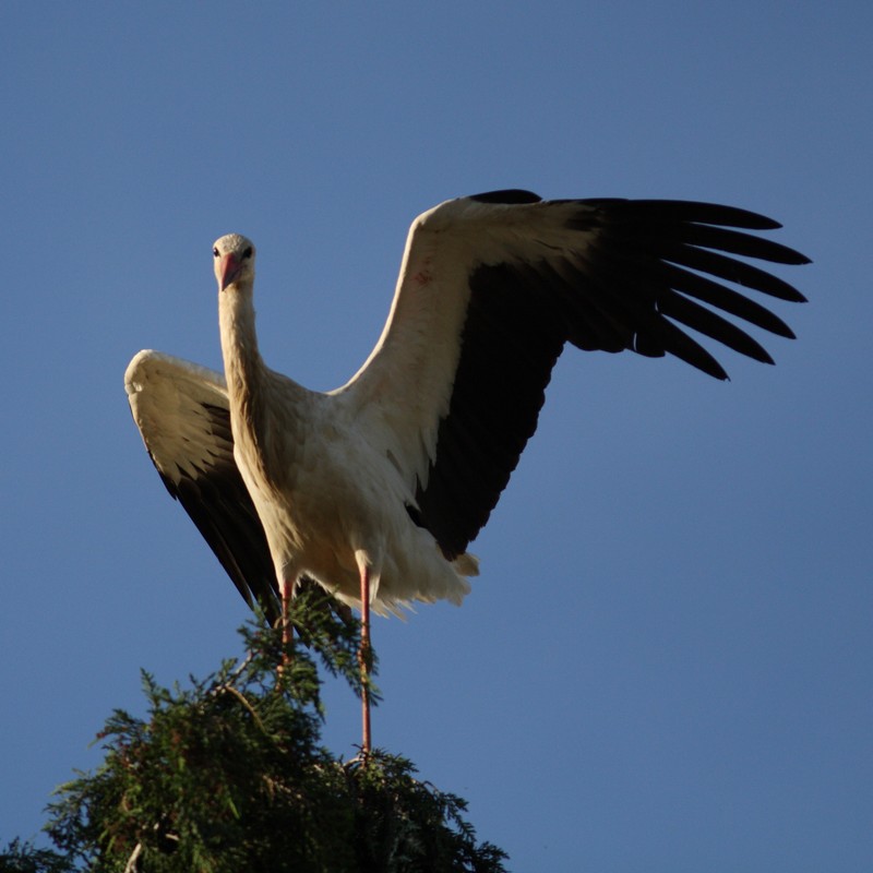 cigogne.JPG