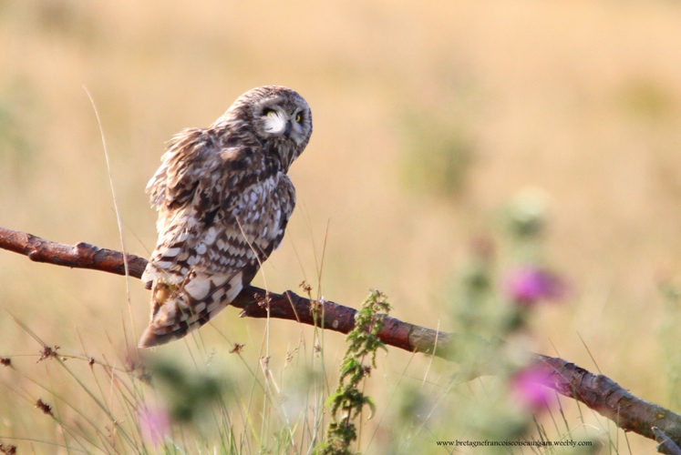 hibou des marais.JPG