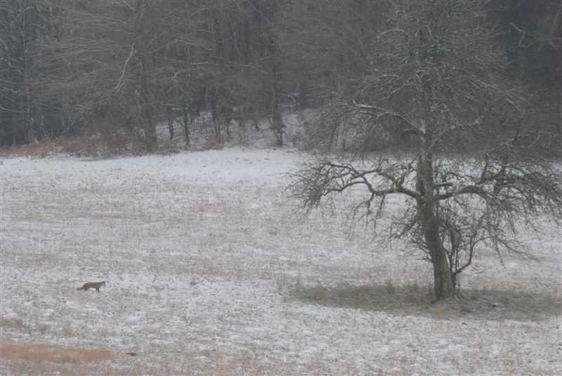 Renard DSC_1609_moyenne.jpg