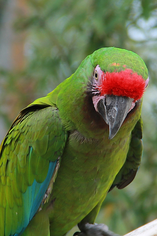 plumage 4.JPG