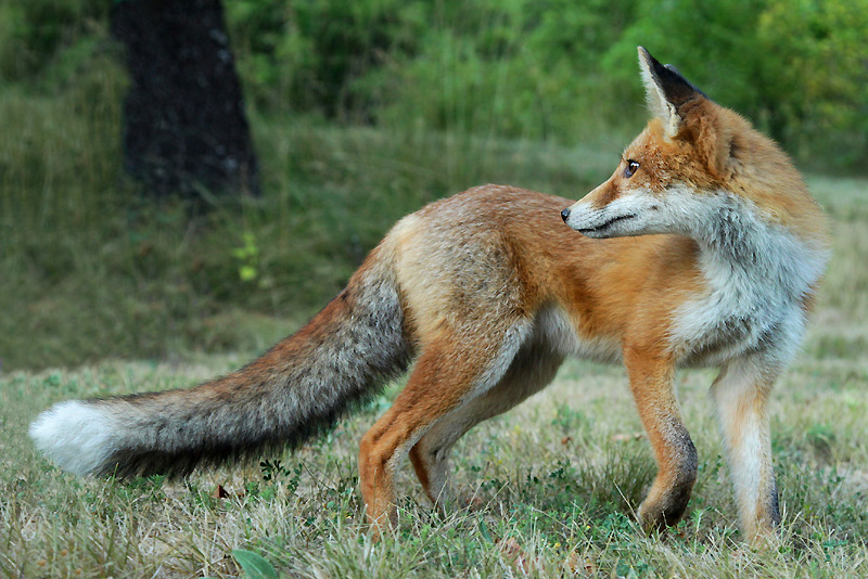 renard.jpg