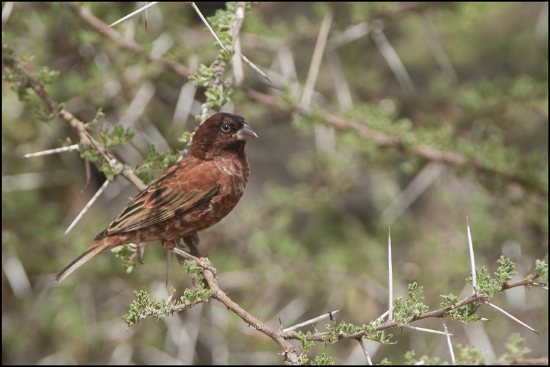 134- Moineau d'Emin.jpg