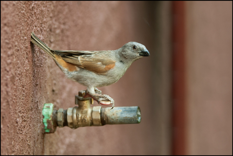 133-moineau gris.jpg