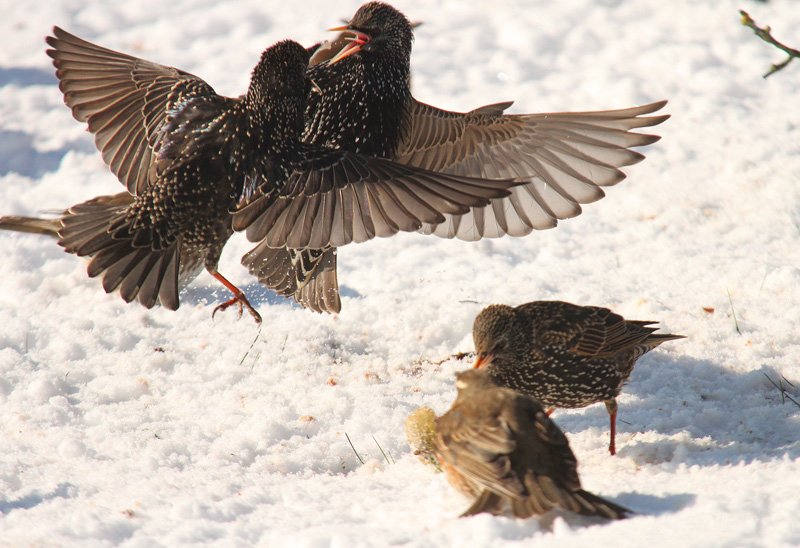 Duel dans les airs.jpg