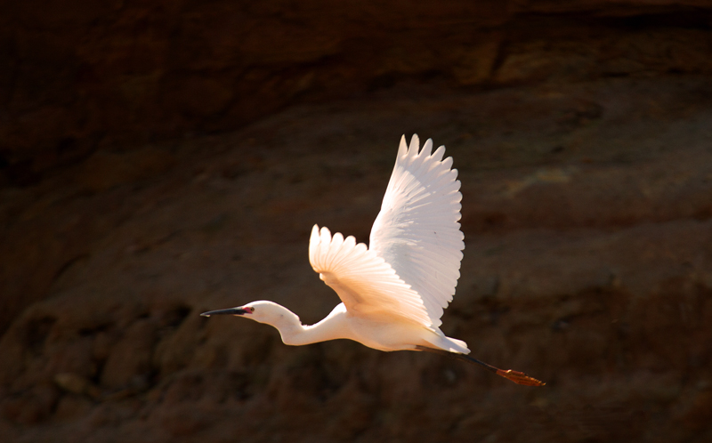 Aigrette en vol.jpg