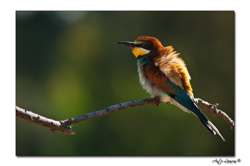 Oiseaux (18).jpg