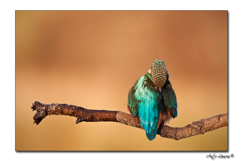 Oiseaux (31).jpg