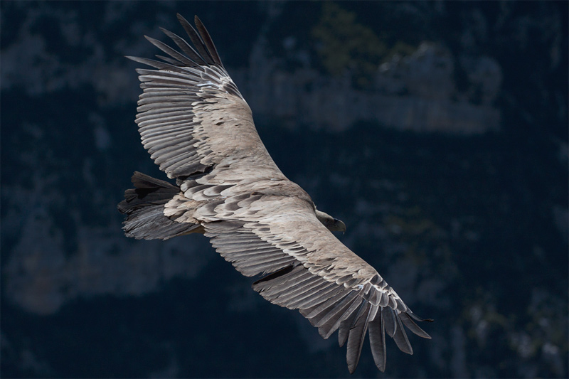 vautour fauve.jpg