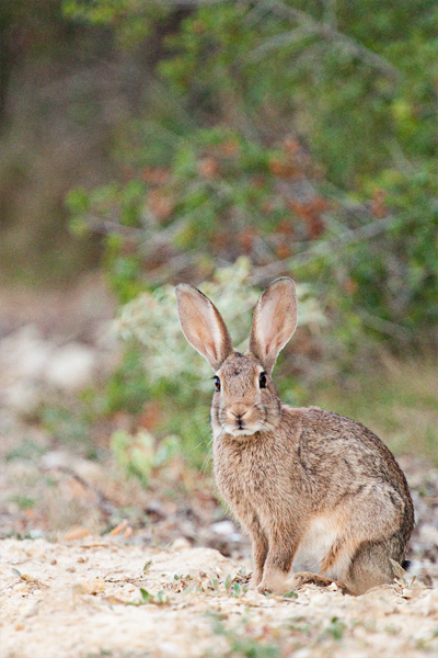 lapin du rove .jpg