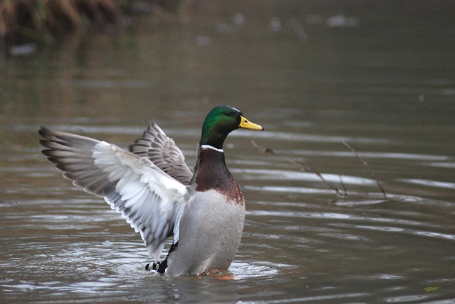 DSC_5203mod1.jpg