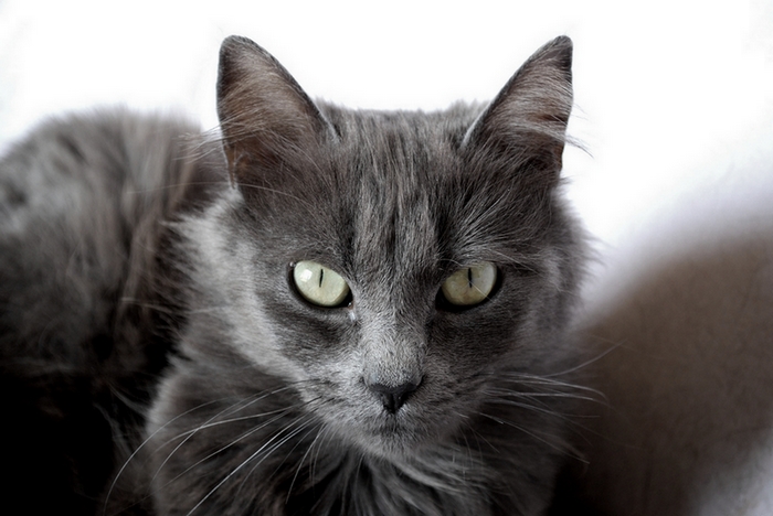 minou minou2.jpg