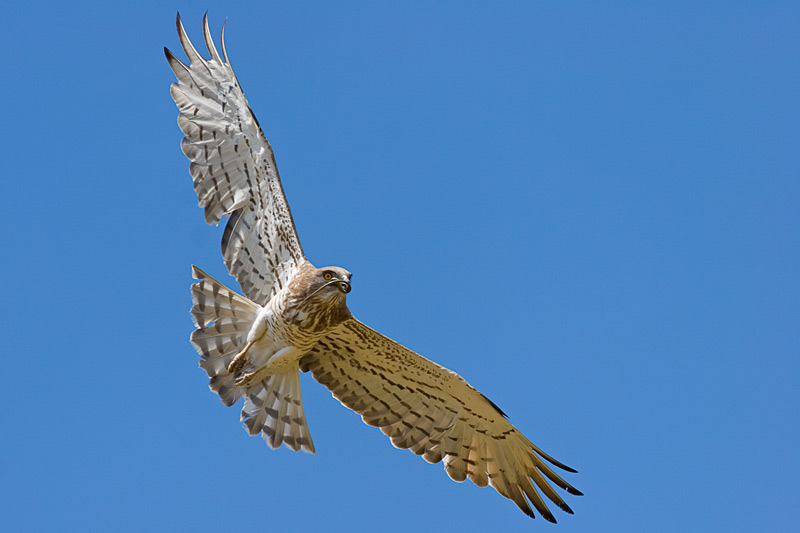 circaetes_01.jpg