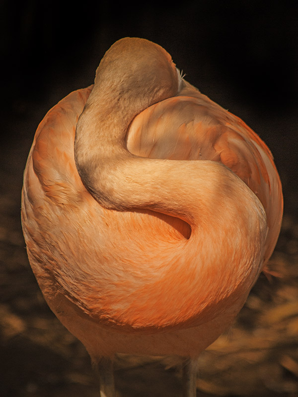 Flamand 1.jpg
