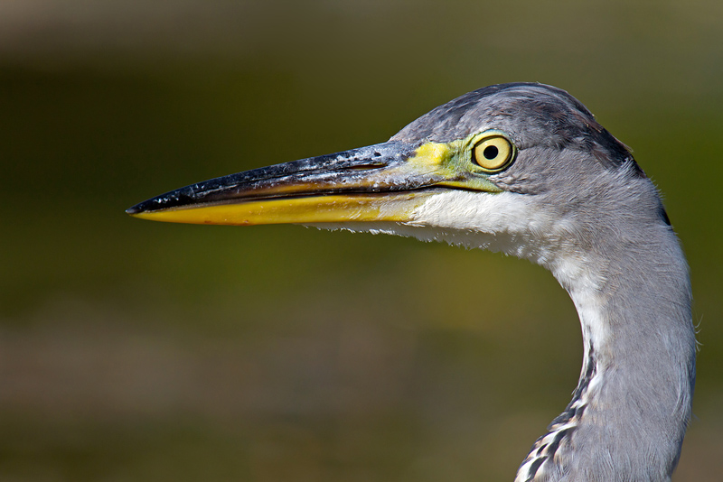 heron.jpg