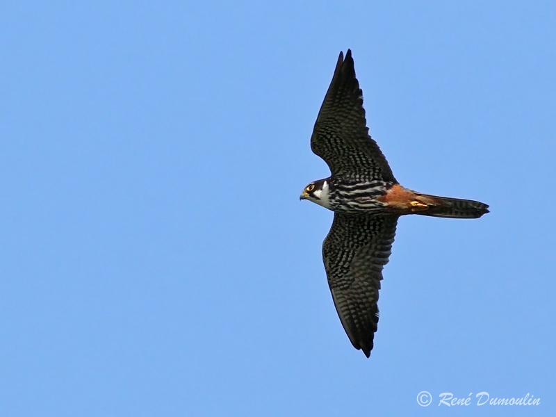 hobereau 70471phf.jpg