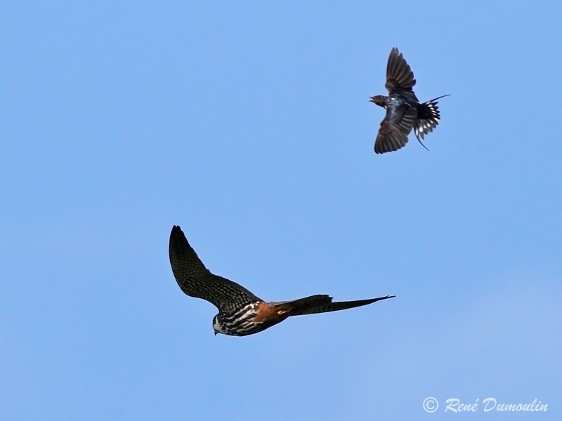 hobereau 70474hirrusphf.jpg