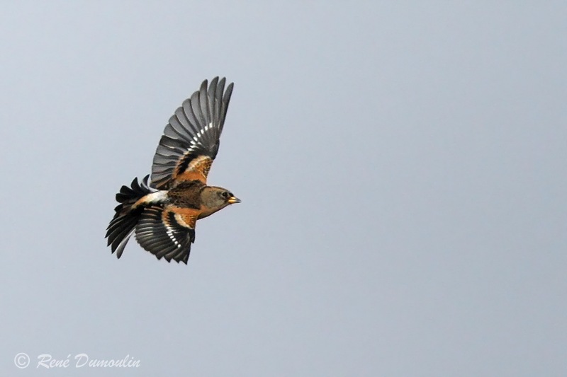 pinsord 73936phf.jpg