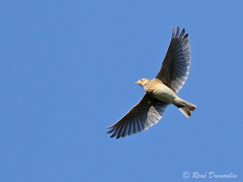 alouette 74346phf.jpg