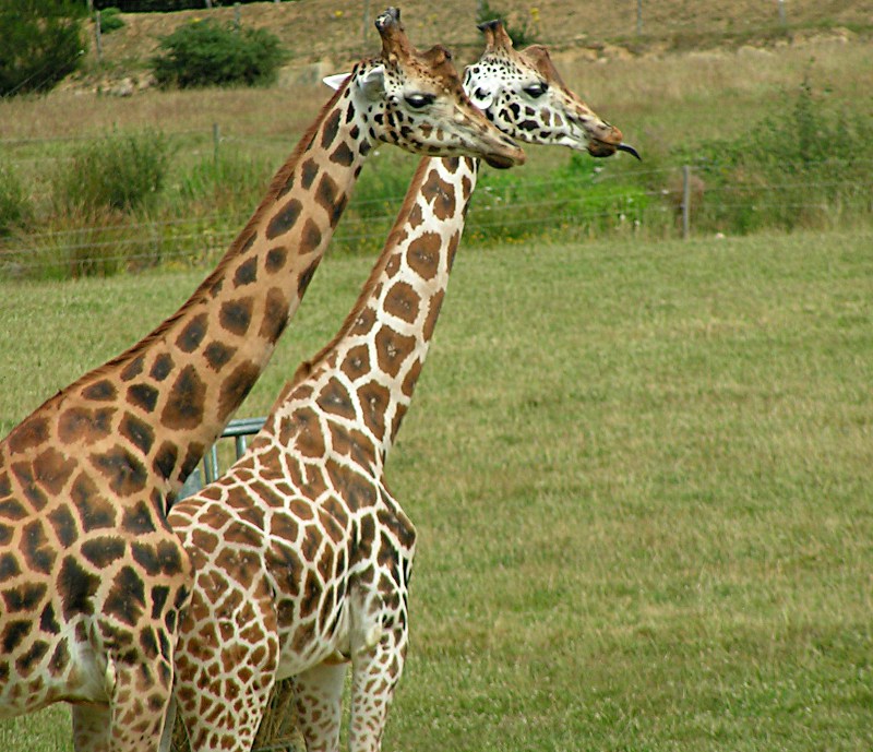 PICT0039.JPG