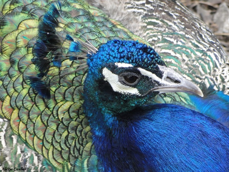 Paon bleu_mâle_Pavo cristatus.JPG