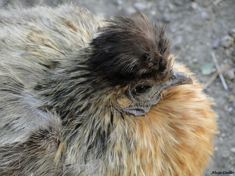Poule-soie_Gallus gallus domesticus.JPG