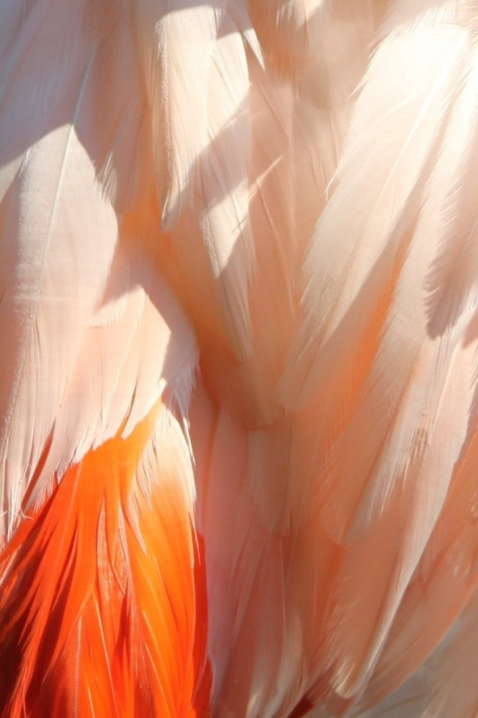 flamand rose.jpg