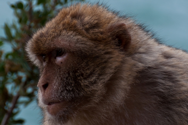 Macaque berbère 1.jpg