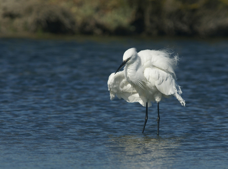 aigrette-garzette1©alexandre-roubalay.jpg