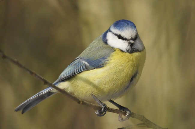 Mésange bleue IN.jpg