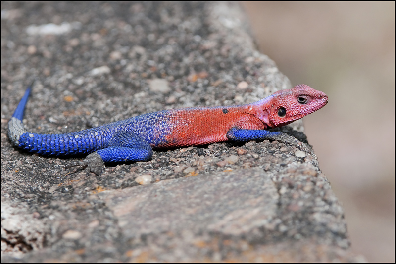 2 544- lézard.jpg