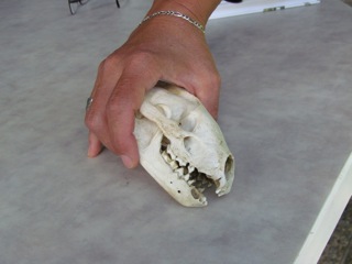 IMG_5465.JPG