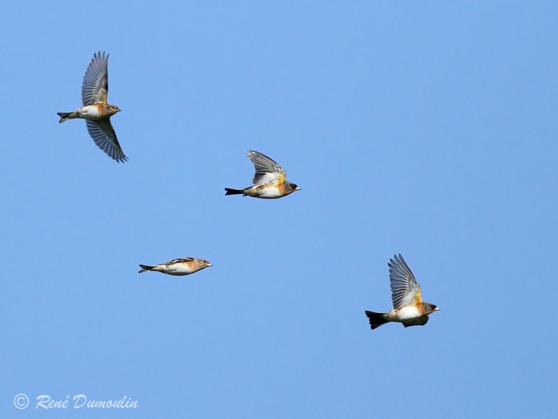 pinsord 73990phf.jpg