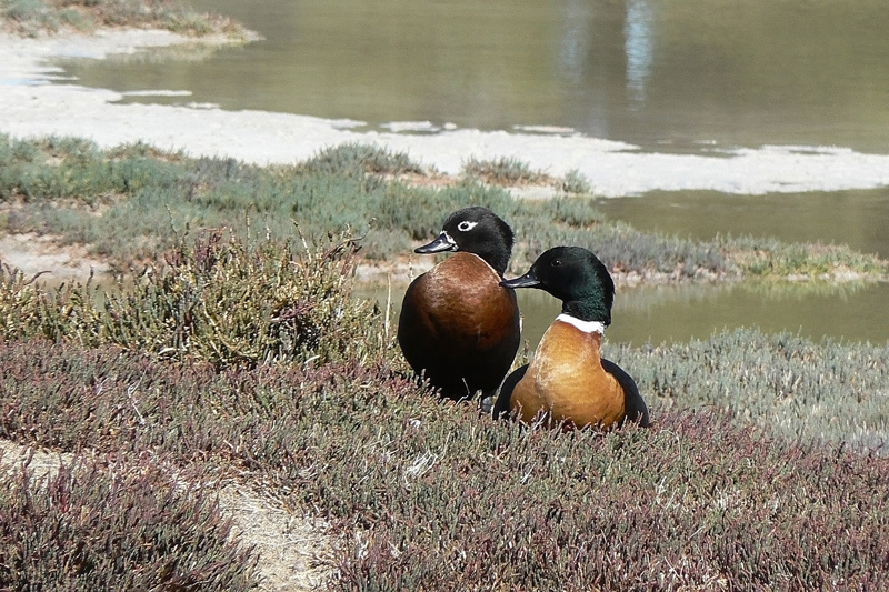 Tadorne d'Australie P1130727.jpg