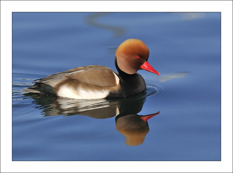 NET-ROU-II-2011-1.jpg