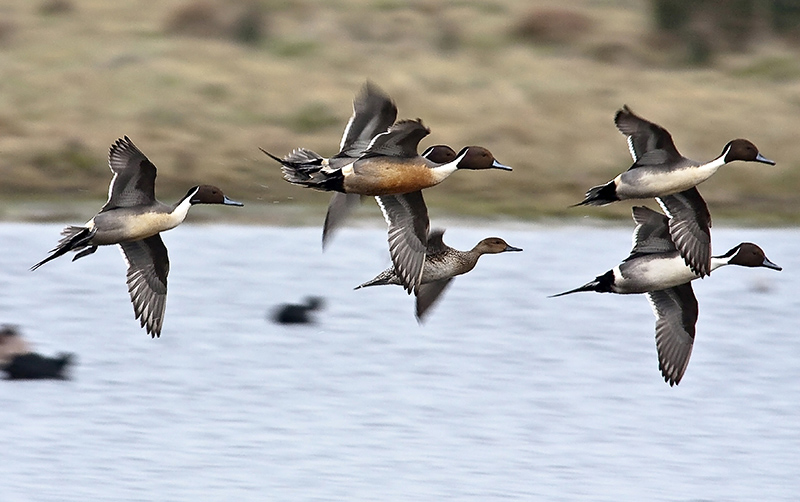 Canard pillet 3944 a.jpg