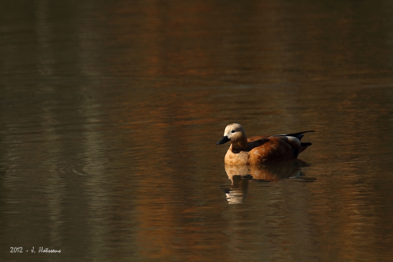 20121030_pca_0083_w.jpg