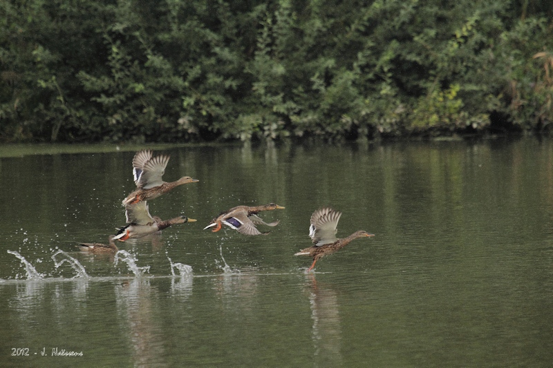 2012005_pca_0083_w.jpg