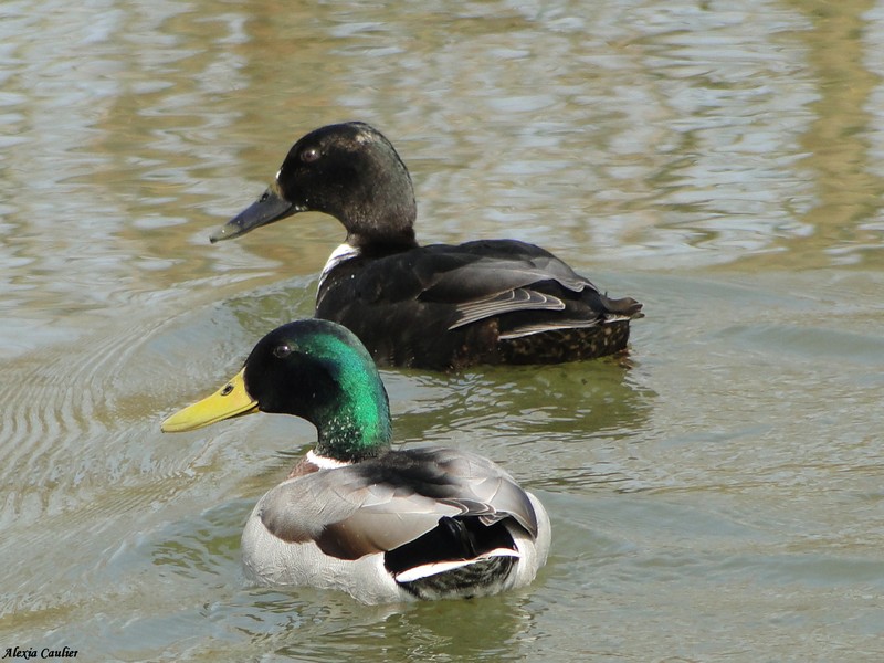 Canard colvert_Anas platyrhynchos.JPG